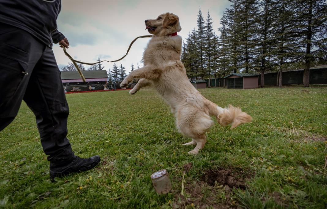 Özel eğitimli köpekler yeraltındaki su kaçaklarını tespit edecek 2